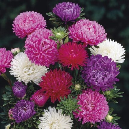 Aster Mix F1
