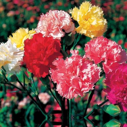 Carnation Giant F1