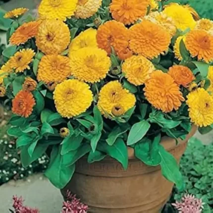 Calendula F1
