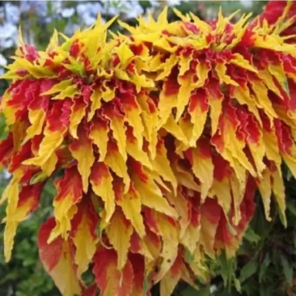 Amaranthus F1