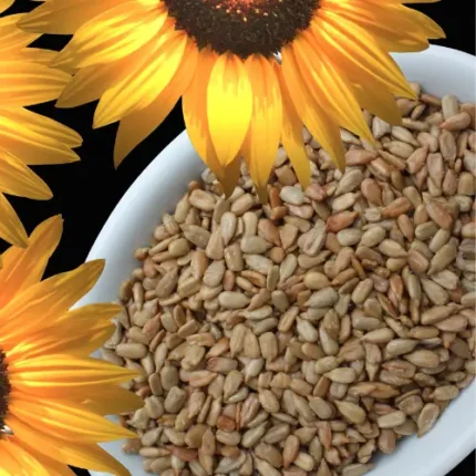 SUN FLOWER seeds