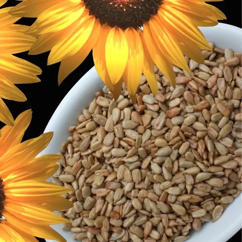 SUN FLOWER seeds