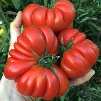 Beef Tomato - A High-Yielding Kitchen Garden Star