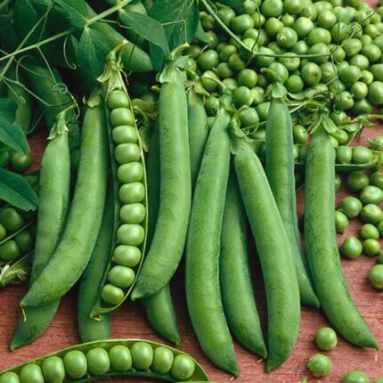 A High-Yielding Kitchen Garden Star
