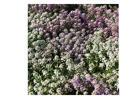 Alyssum Mix F1