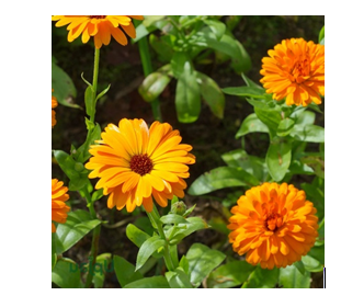 Calendula F1